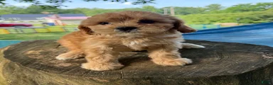 Sarge