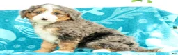 Mini Bernedoodle dogs for sale: Bingo - Ad 7