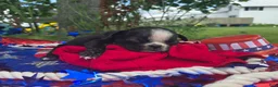 Olde English Bulldogge dogs for sale: Jessie - Ad 6