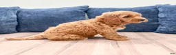 Miniature Labradoodle dogs for sale: Phoenix - Ad 5