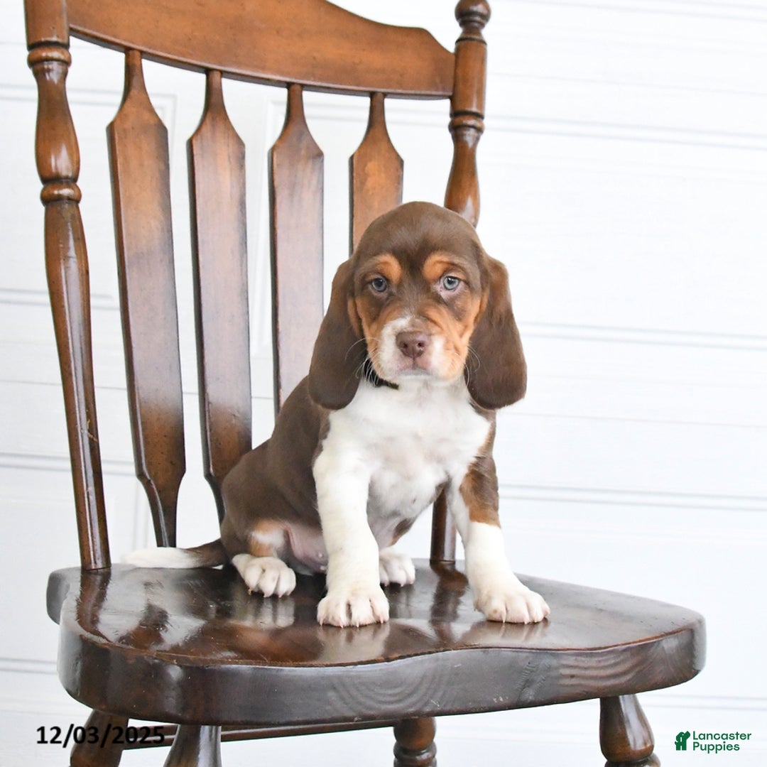 Beaglier dogs for sale: Hershey - Ad 2