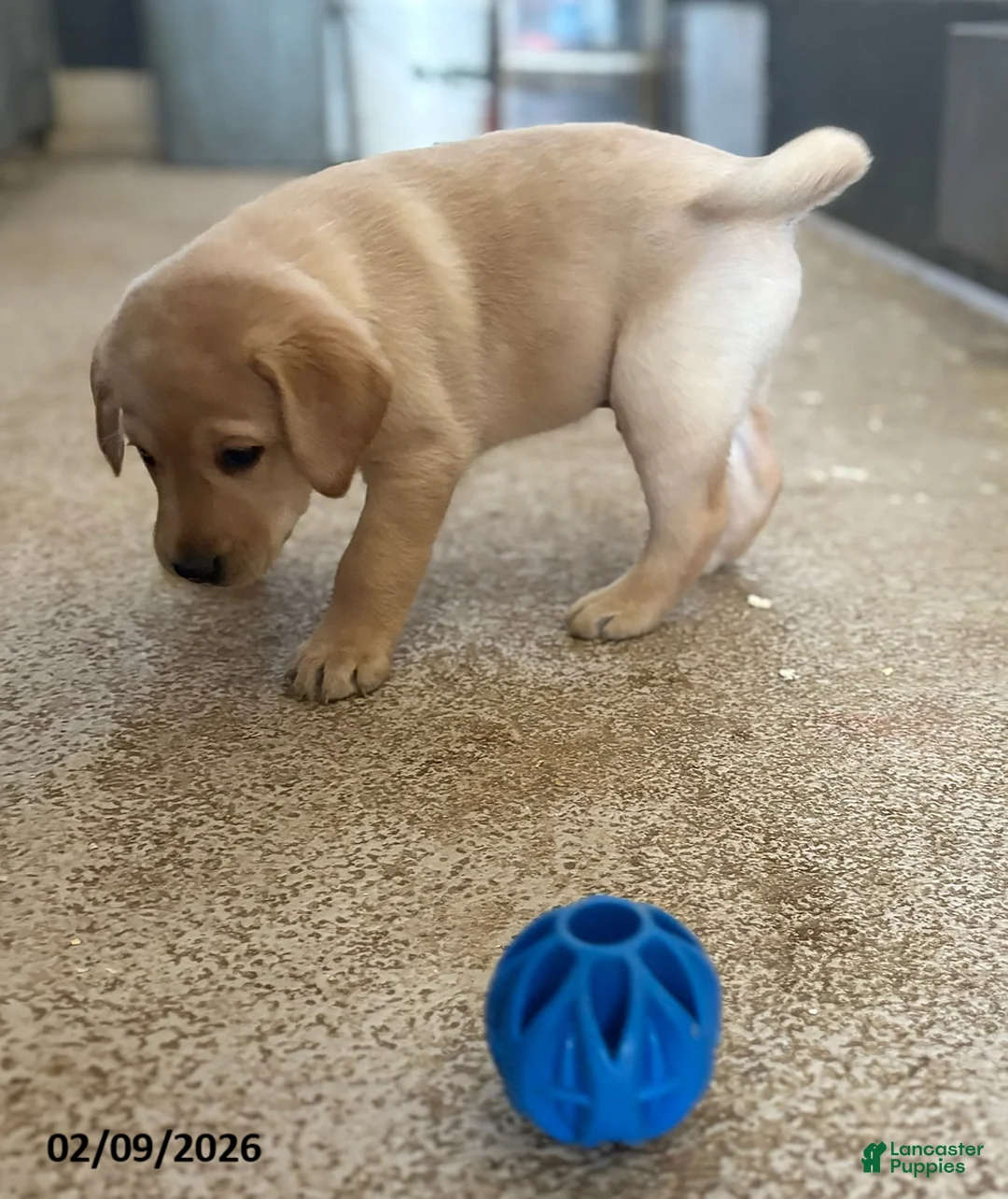 Labrador Retriever dogs for sale: Charlie - Ad 3