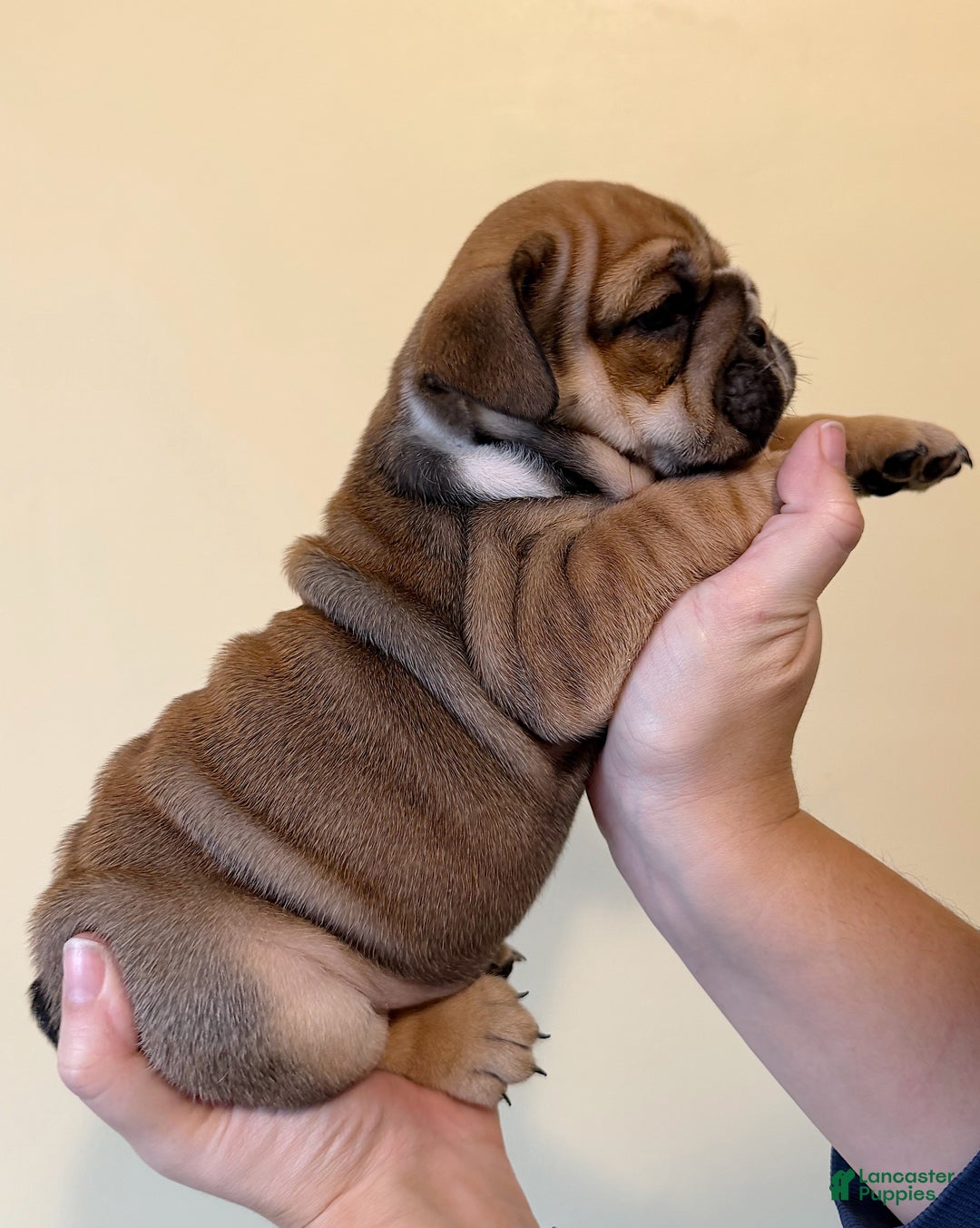 English Bulldog dogs for sale: Goldie - Ad 8