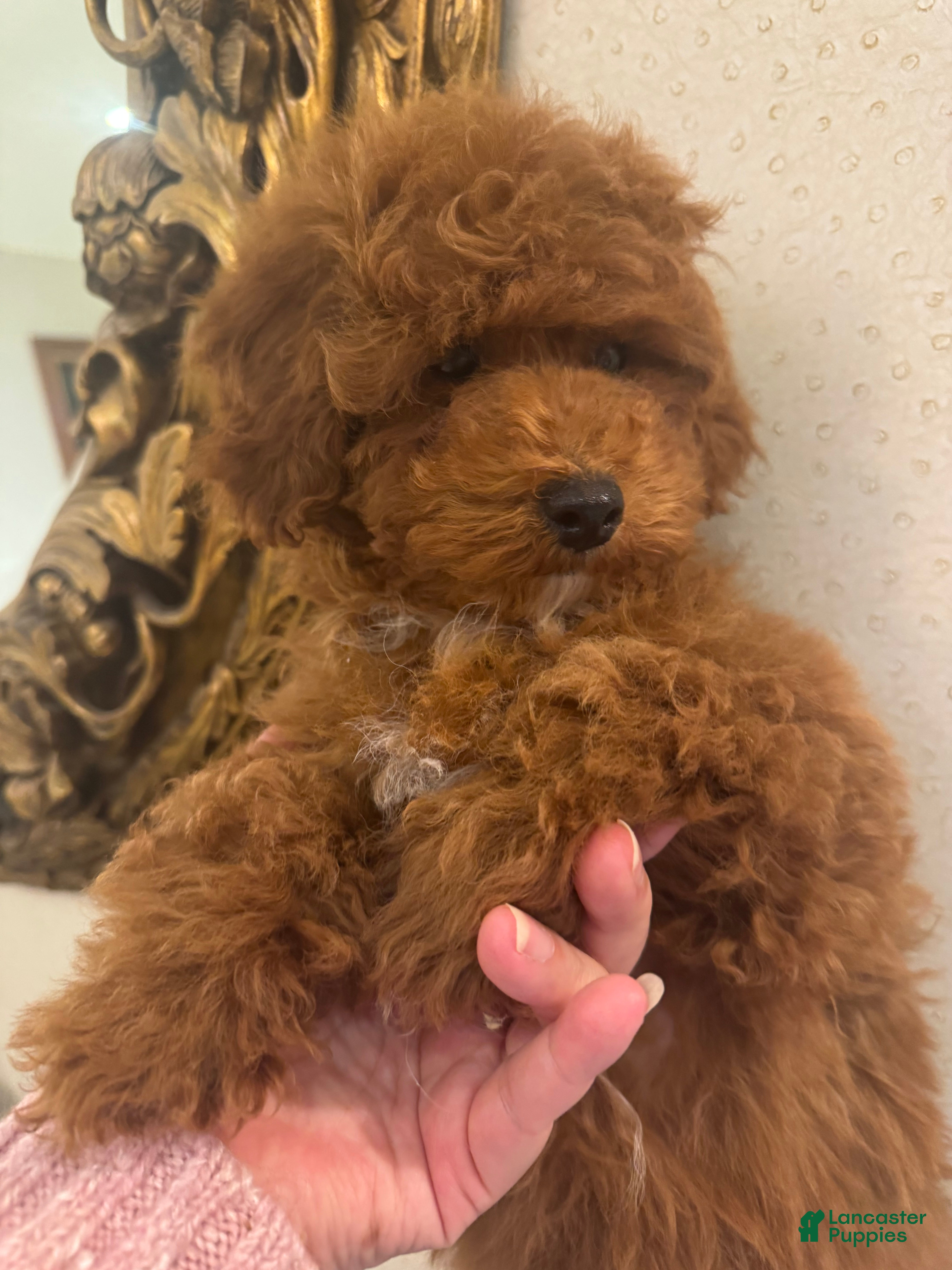 Toy Poodle dogs Cinnamon - Ad 1