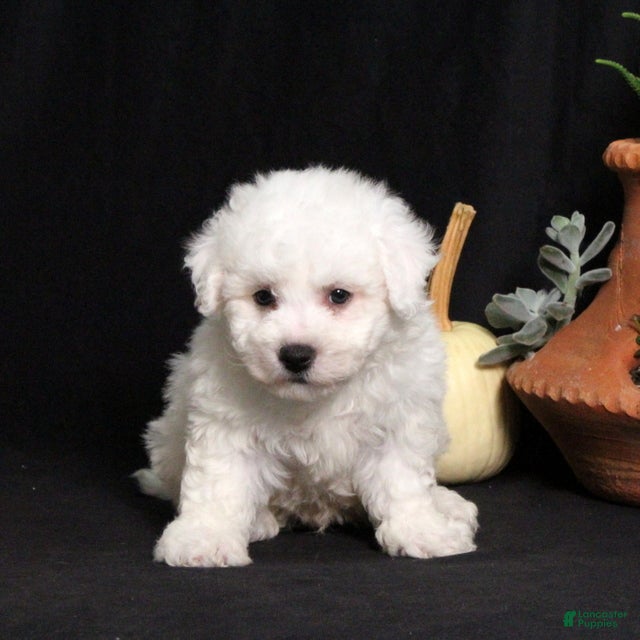 Bichon Frise dogs Lucky - Ad 2