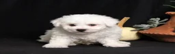Bichon Frise dogs for sale: Lucky - Ad 2