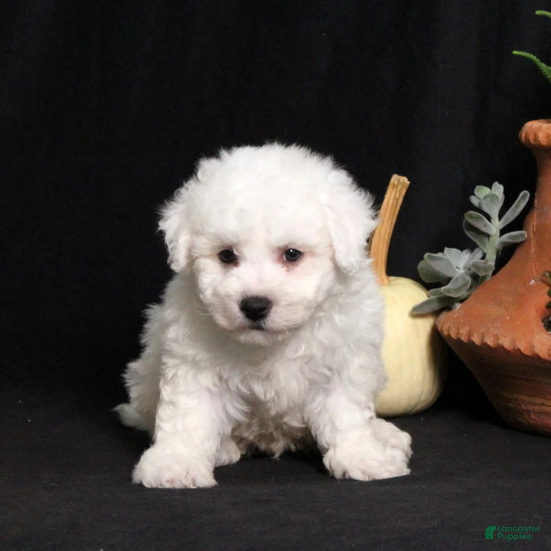 Bichon Frise dogs for sale: Lucky - Ad 2
