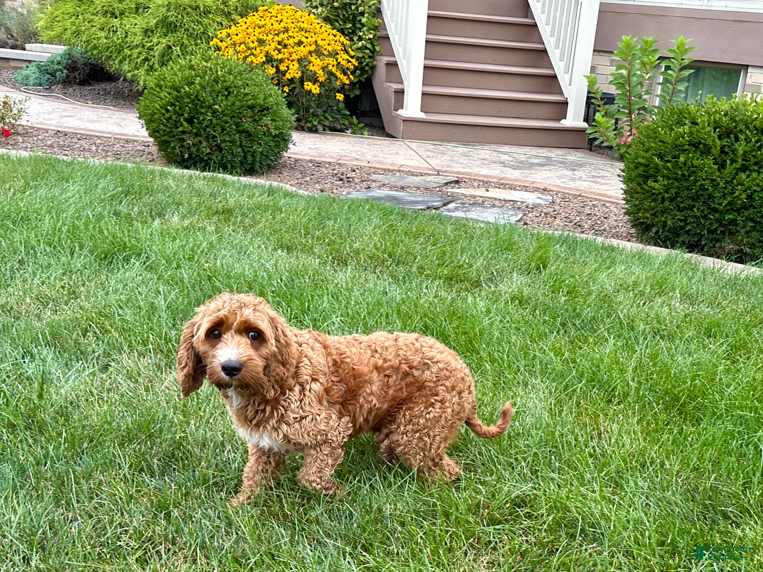 Cockapoo dogs Kip  - Ad 2