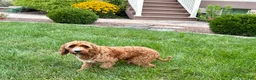Cockapoo dogs for sale: Kip  - Ad 2