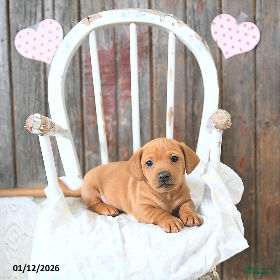 Miniature Dachshund dogs Bandit - Ad 15