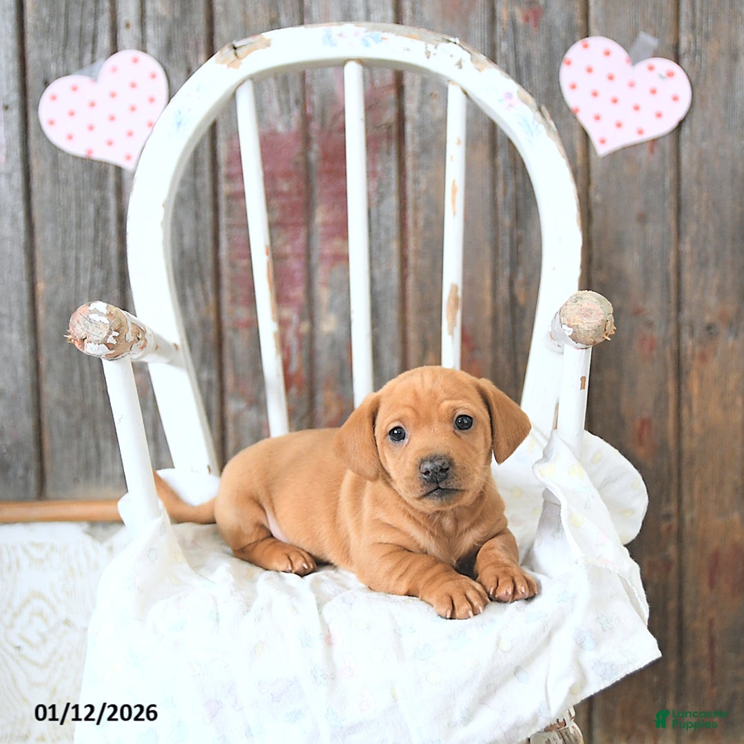 Miniature Dachshund dogs for sale: Bandit - Ad 1