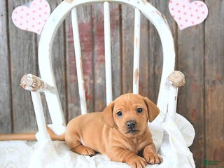 Miniature Dachshund dogs Bandit - Ad 28