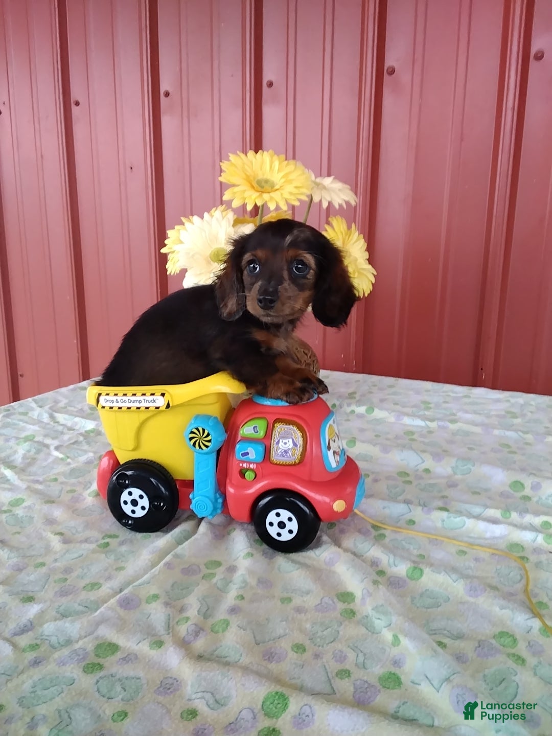 Miniature Dachshund dogs Fiona - Ad 36