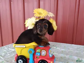 Miniature Dachshund dogs Fiona - Ad 36