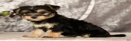 Yochon dogs for sale: Vanessa - Ad 8