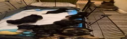 Malshi dogs for sale: Shiloh - Ad 1