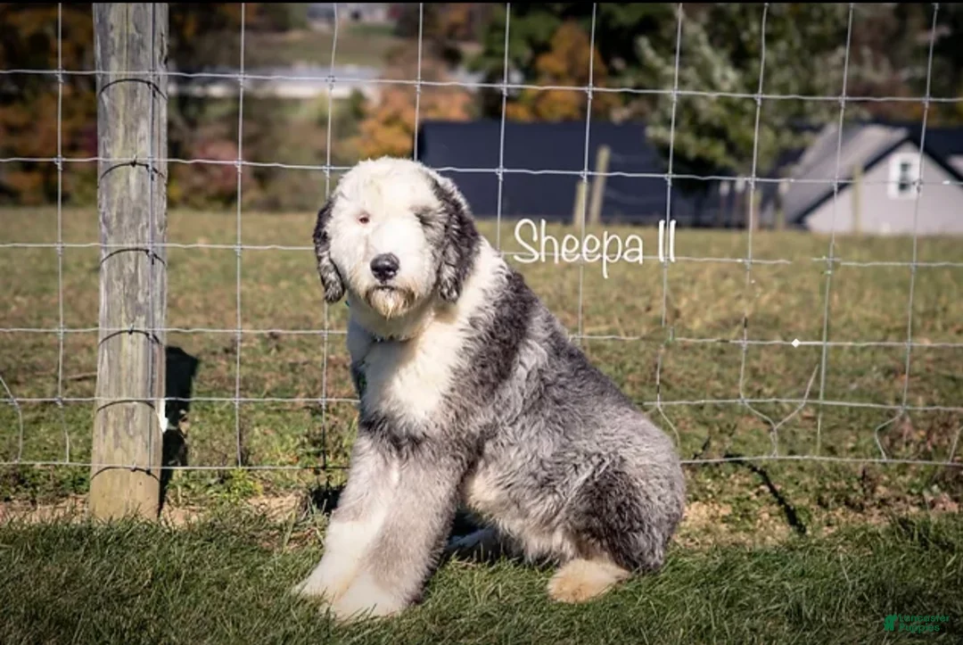 Sheepadoodle dogs for sale: Iris - Ad 5