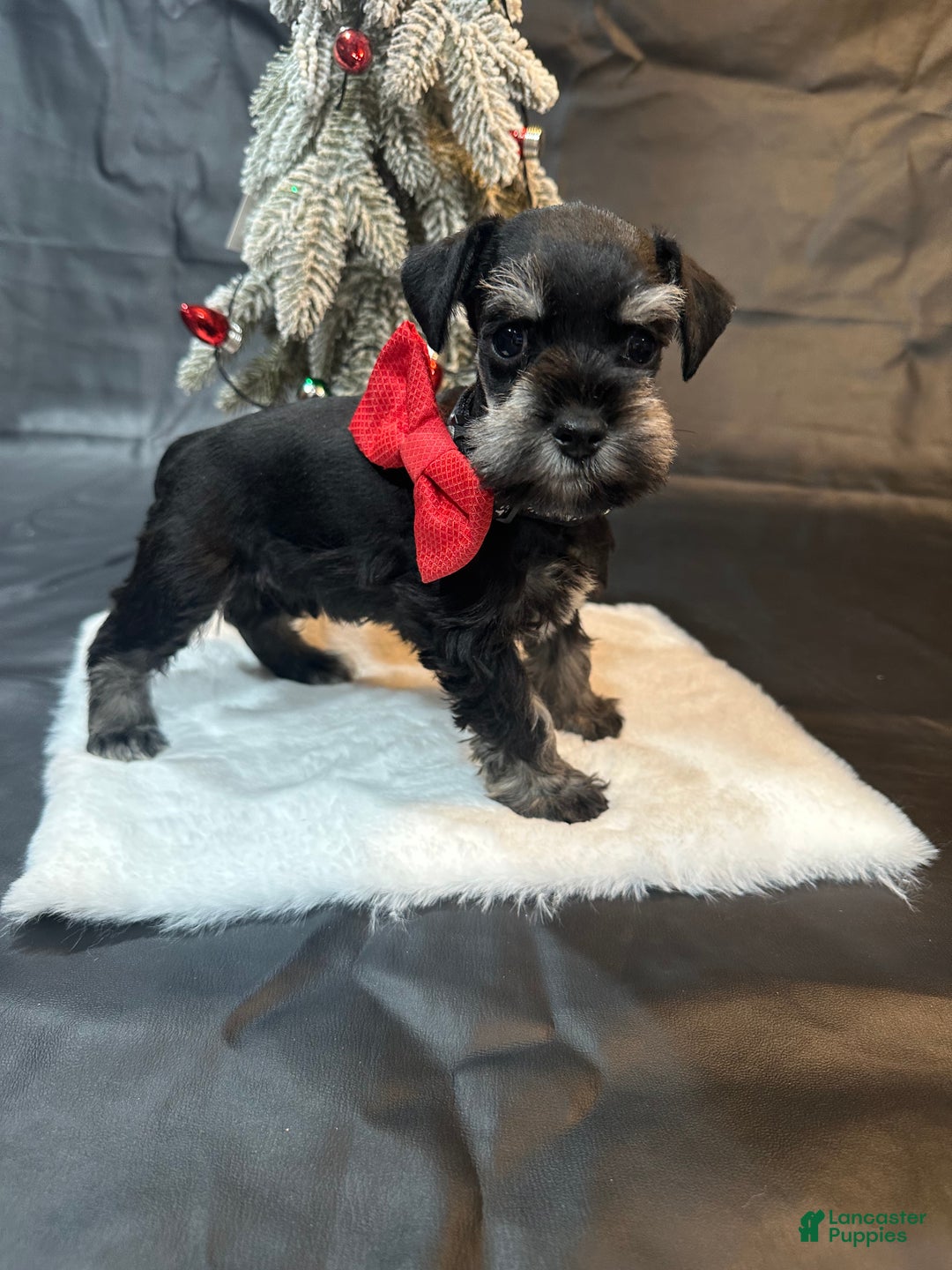 Miniature Schnauzer dogs for sale: Blitzen - Ad 1