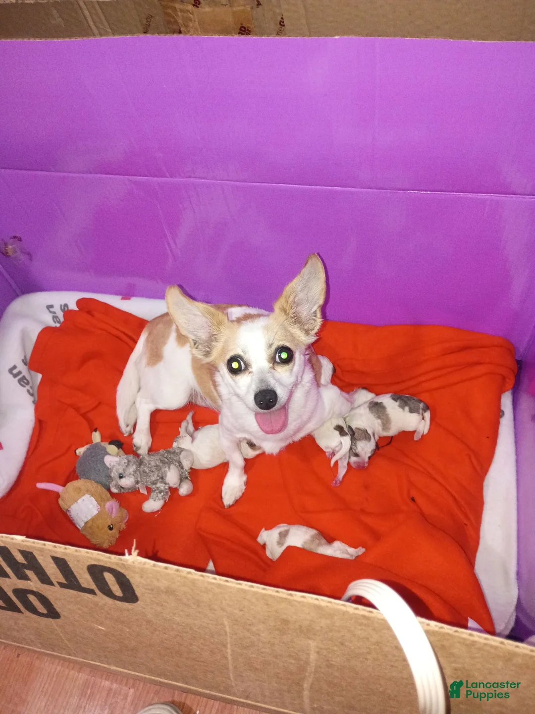 Mixed Breed dogs for sale: Mixed Breed 1 - Ad 2