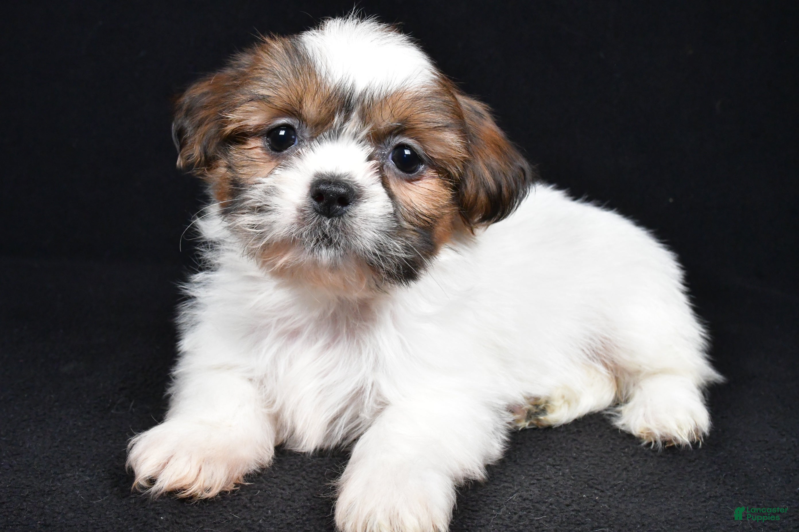 Shih Tzu dogs Bella - Ad 1