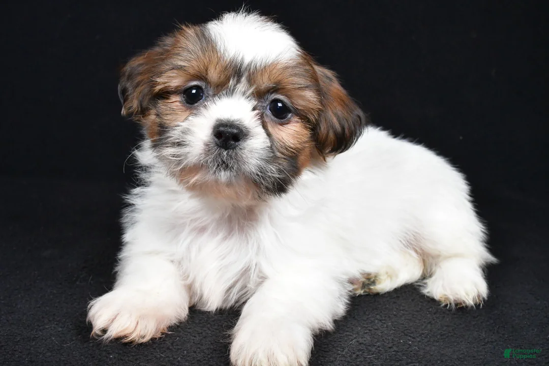 Shih Tzu dogs for sale: Bella - Ad 1