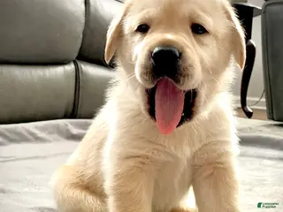 Labrador Retriever dogs Romeo - Ad 22