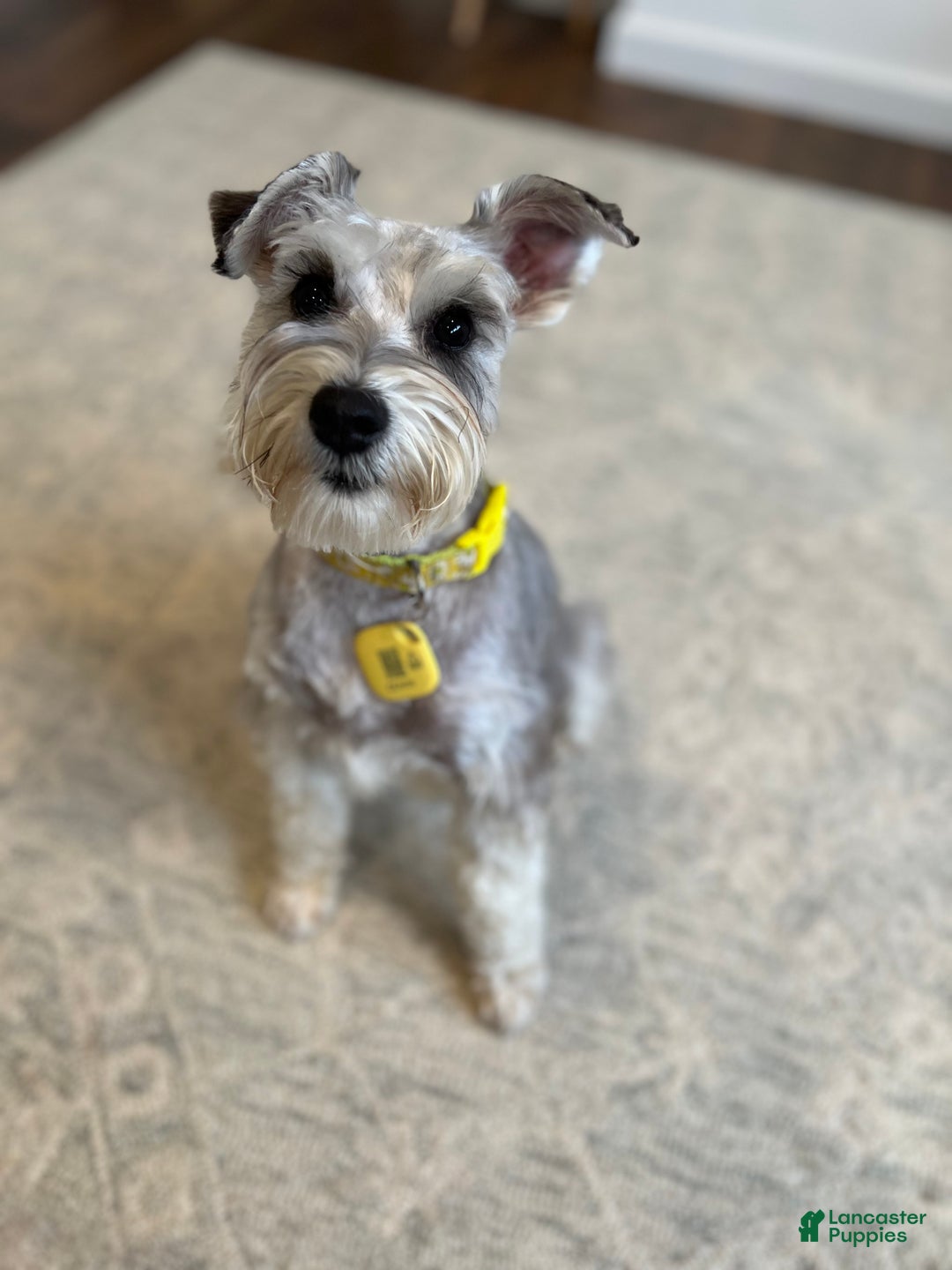 Miniature Schnauzer dogs for sale: ELMER - Ad 7