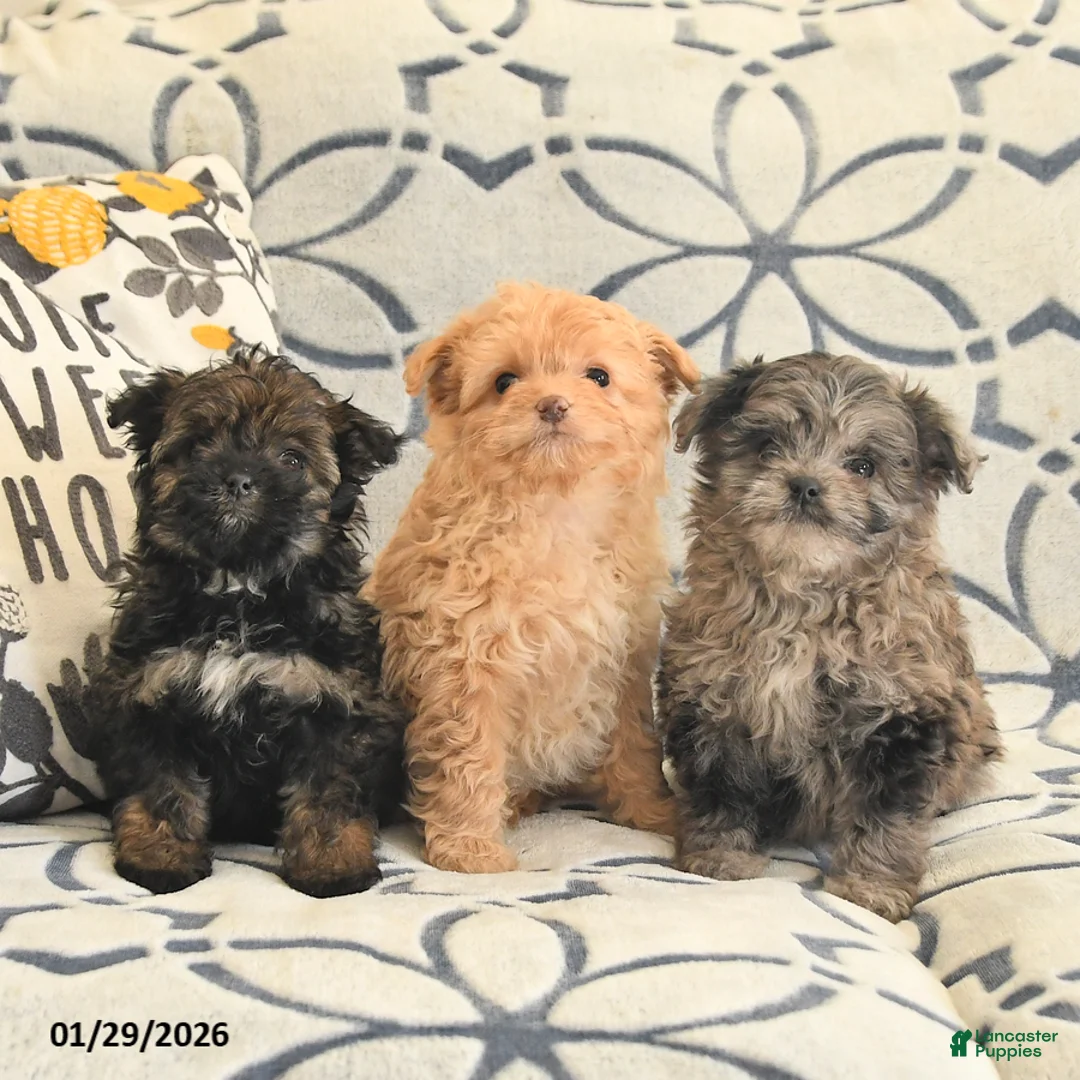 Mixed Breed dogs for sale: Pearl - Ad 3