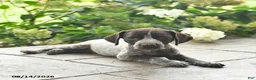 German Shorthaired Pointer dogs for sale: Dandy  - Ad 5