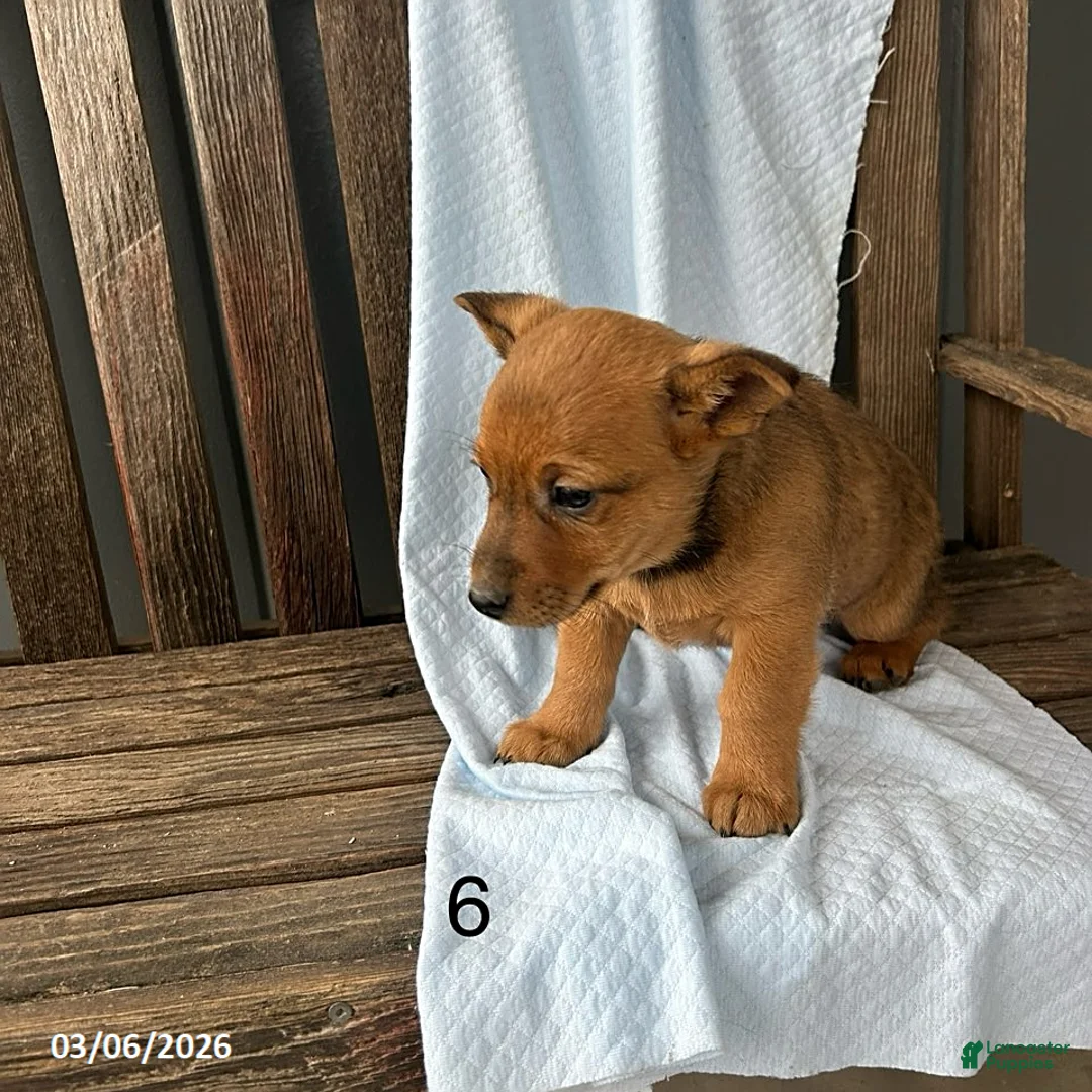 Mixed Breed dogs for sale: Rex - Ad 2