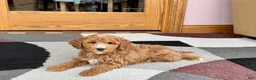 Cockapoo dogs for sale: Tim - Ad 5