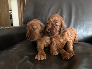 Irish Setter dogs Irish Setter Puppy 6 - Ad 15