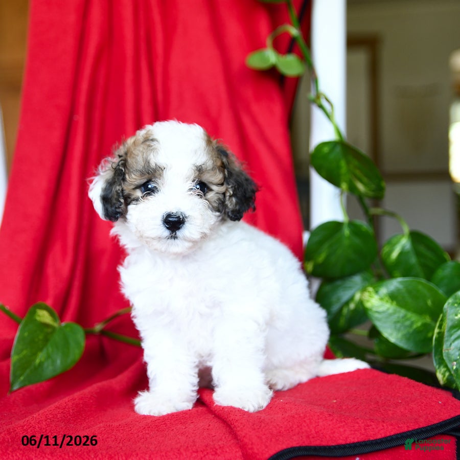 Bichpoo dogs Sweetie - Ad 1