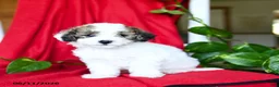 Bichpoo dogs for sale: Sweetie - Ad 1