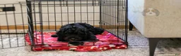 Bernedoodle dogs for sale: Acadia - Ad 34