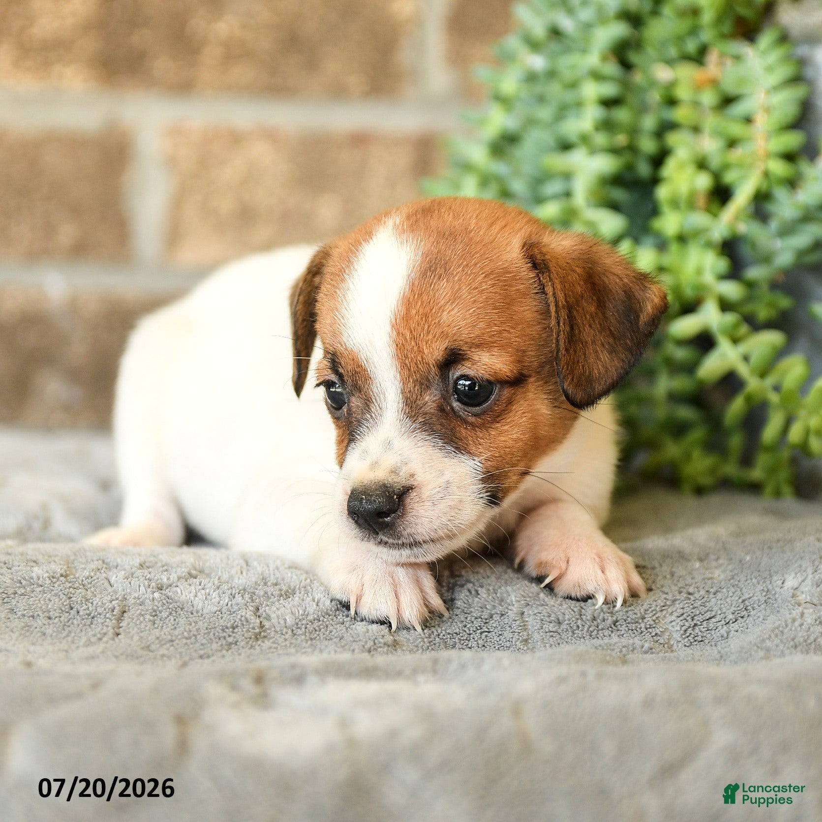 Jack Russell Terrier dogs Georgie - Ad 2