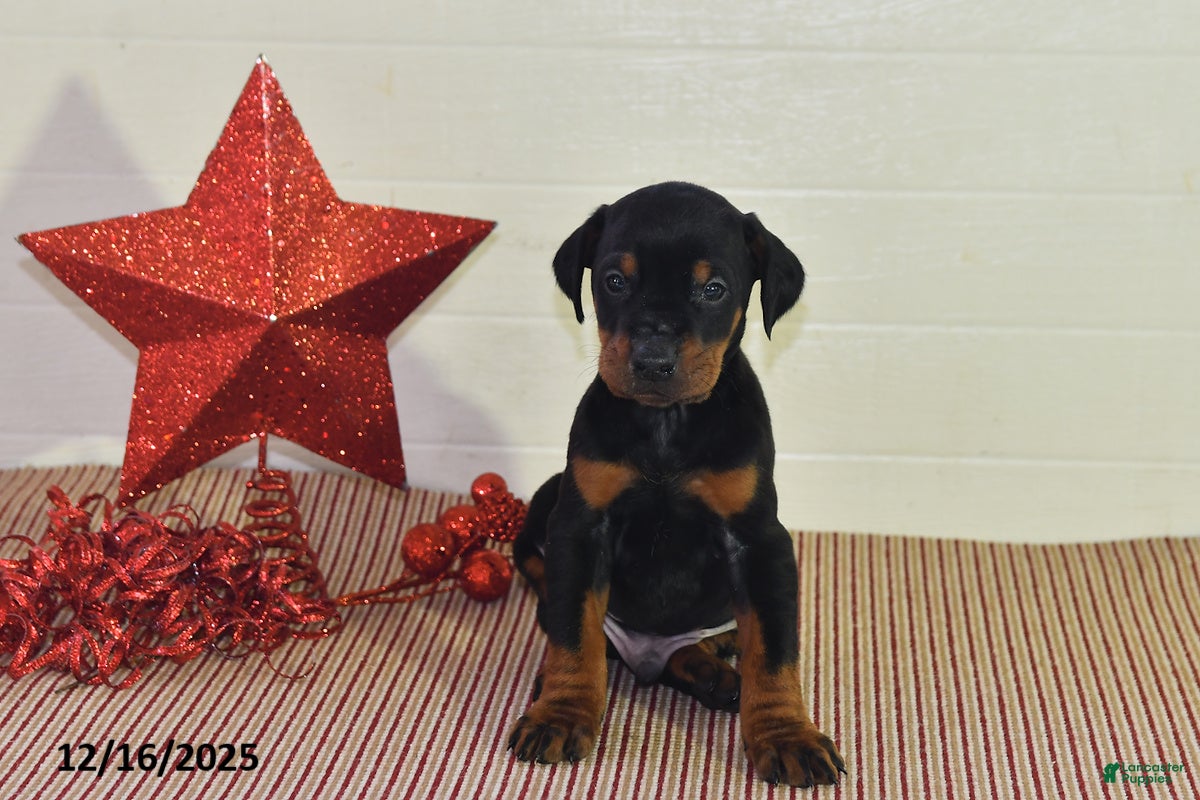 Doberman Pinscher dogs Jackson - Ad 15