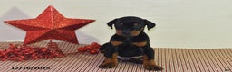 Doberman Pinscher dogs for sale: Jackson - Ad 1