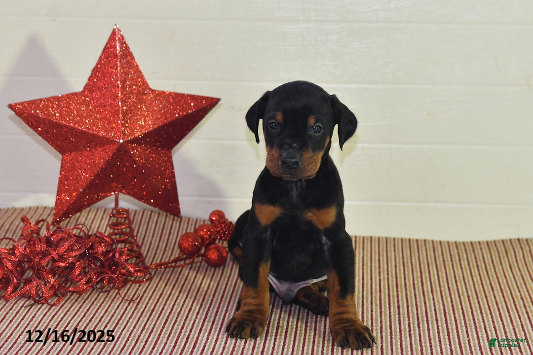 Doberman Pinscher dogs for sale: Jackson - Ad 1
