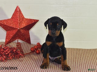 Doberman Pinscher dogs Jackson - Ad 24