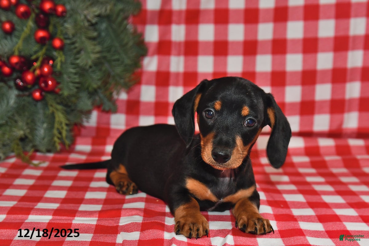 Miniature Dachshund dogs Wiggles - Ad 40