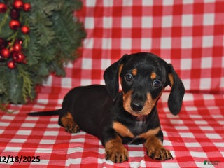 Miniature Dachshund dogs Wiggles - Ad 12