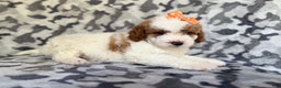 Cavapoo dogs for sale: Waffle - Ad 7