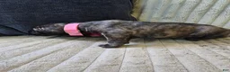 Mixed Breed dogs for sale: Pink-Full Brindle - Ad 19