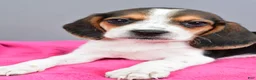 Beagle dogs for sale: Daisy - Ad 3