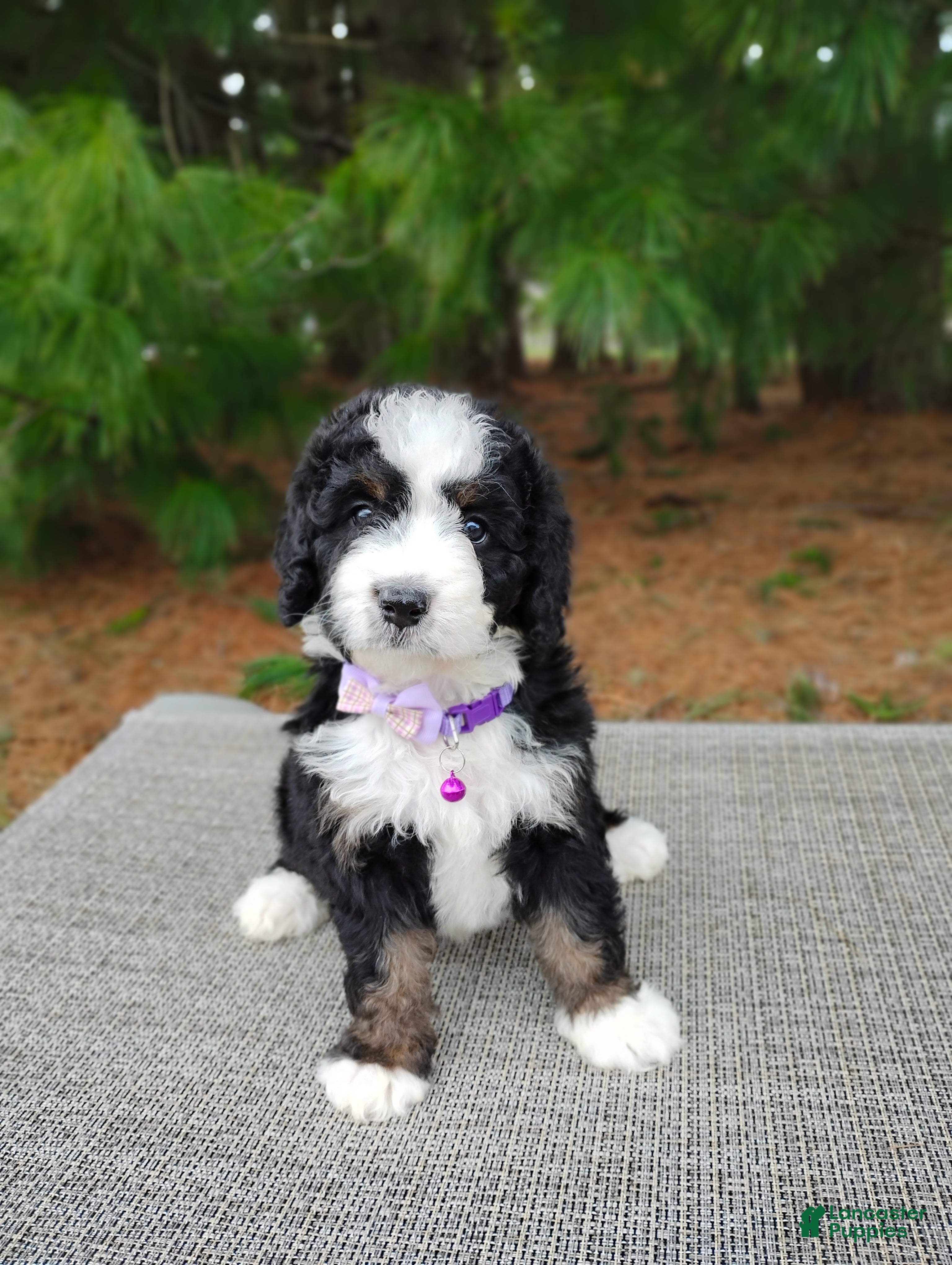 Mini Bernedoodle dogs Mini Bernedoodle Puppy 4 - Ad 1