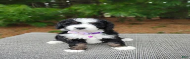 Mini Bernedoodle Puppy 4