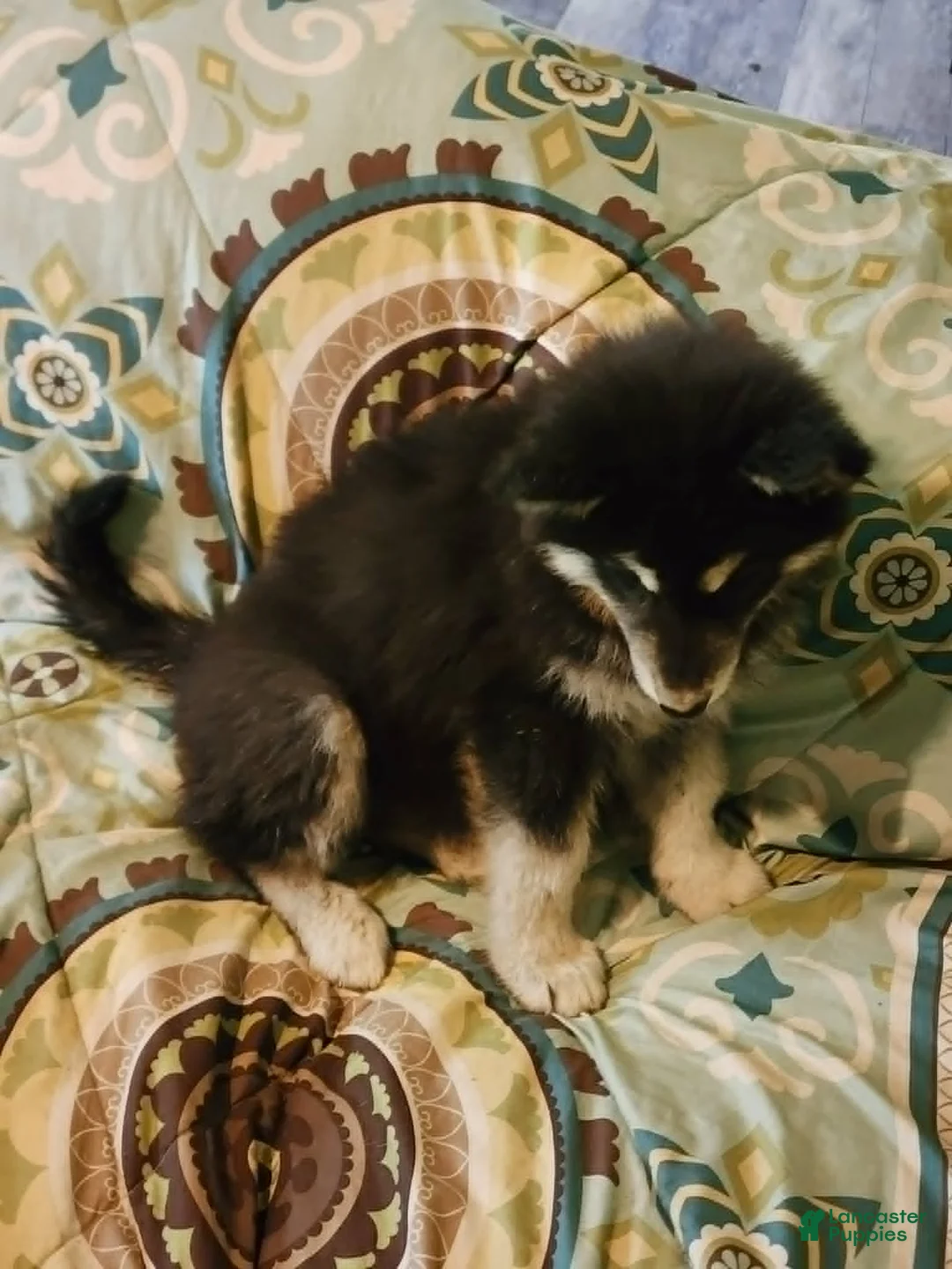 Alaskan Malamute dogs for sale: Alaskan Malamute Puppy 3 - Ad 2