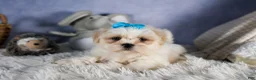 Shih Tzu dogs for sale: GUNNER - Ad 5