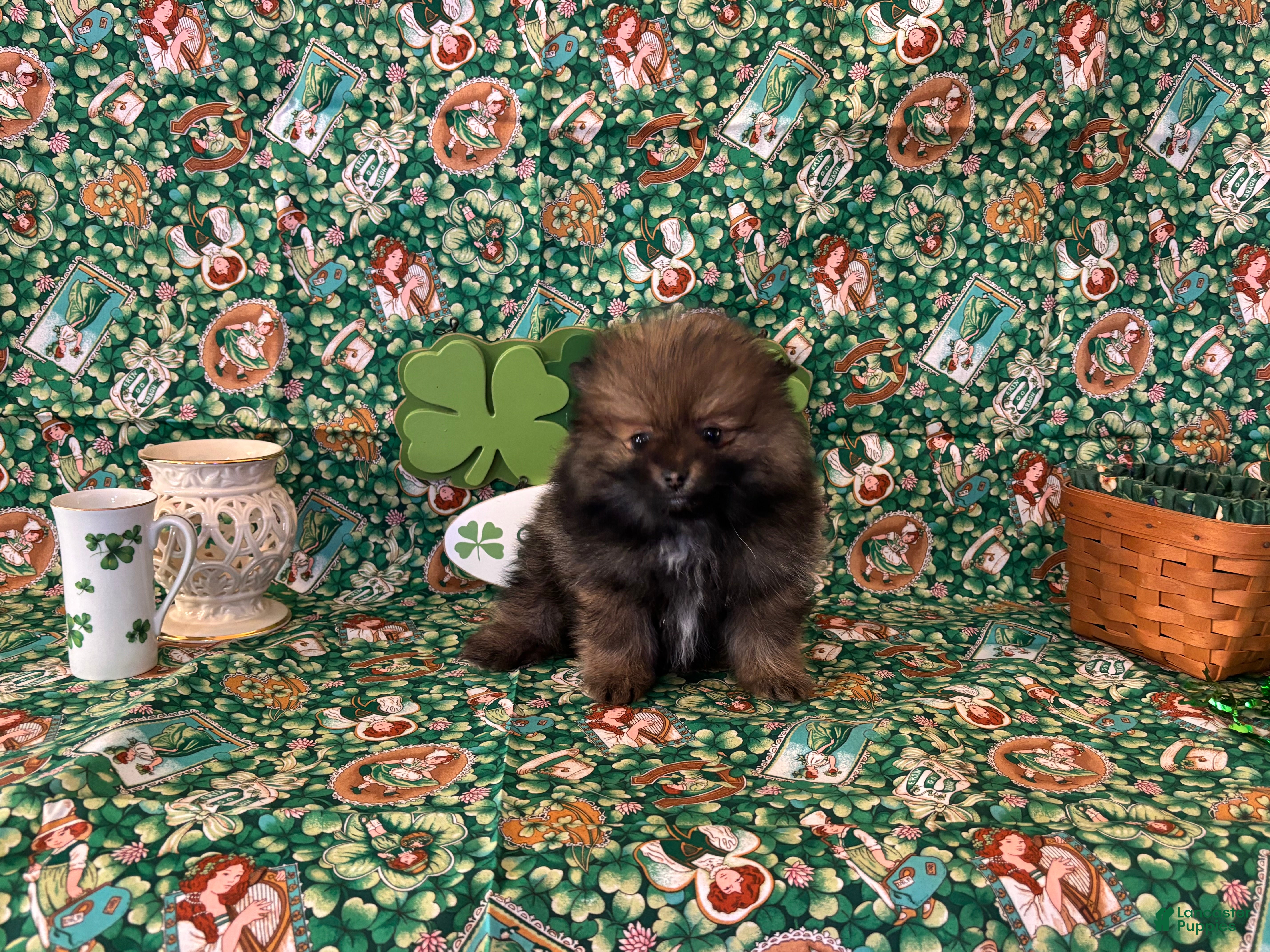 Pomeranian dogs Harry - Ad 1